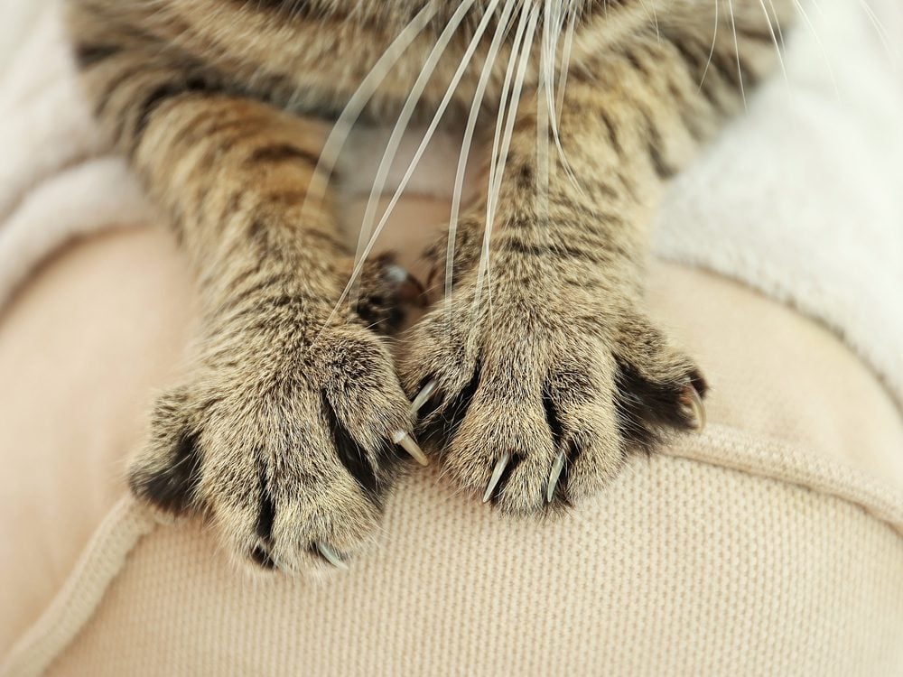 Here S How To Keep Your Cat From Scratching The Furniture