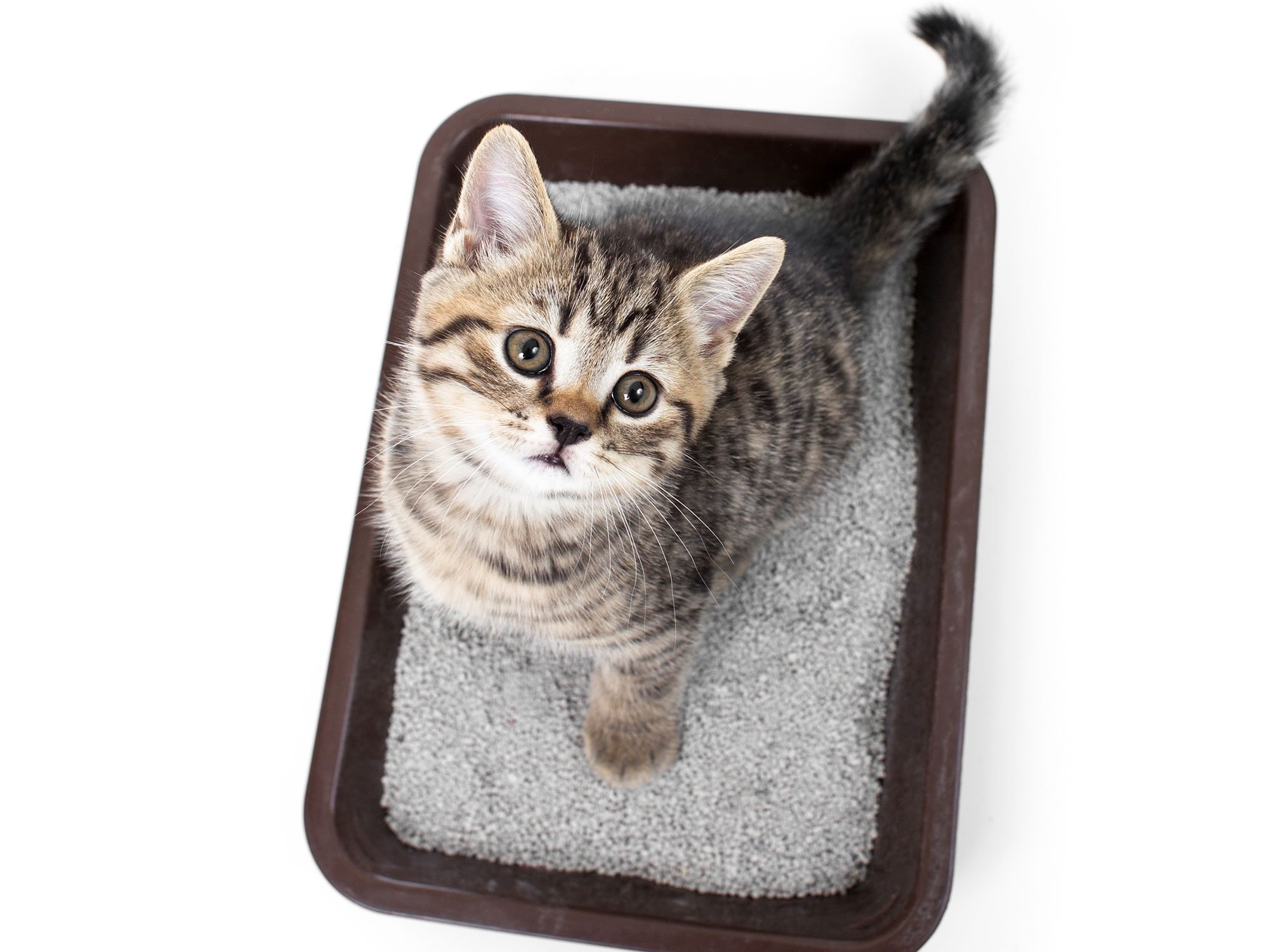 5 Clever New Uses for Kitty Litter