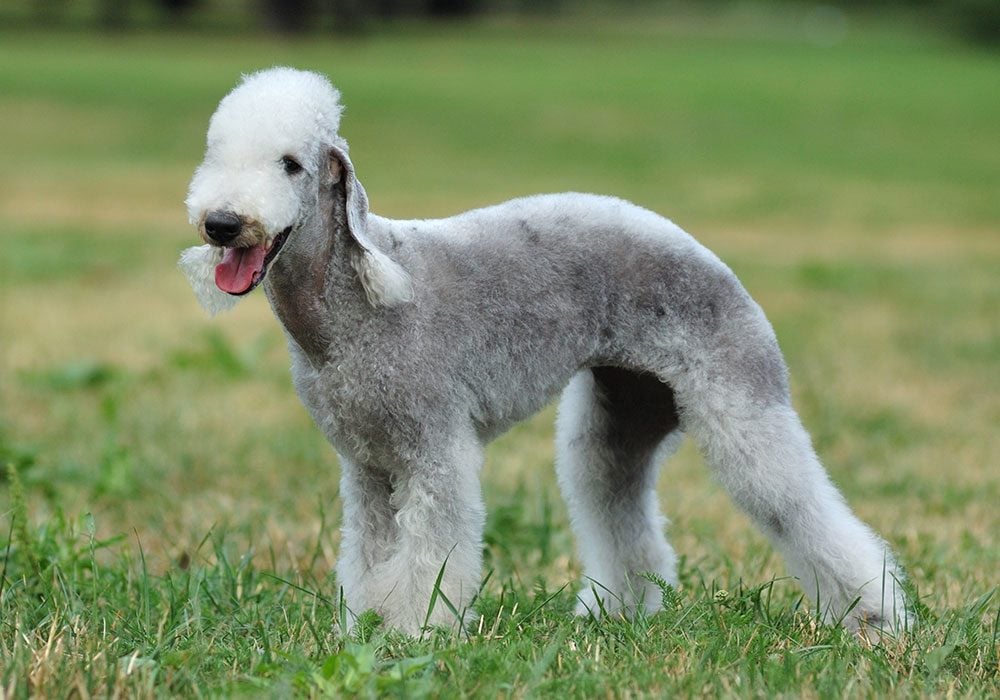 coolest looking dog breeds
