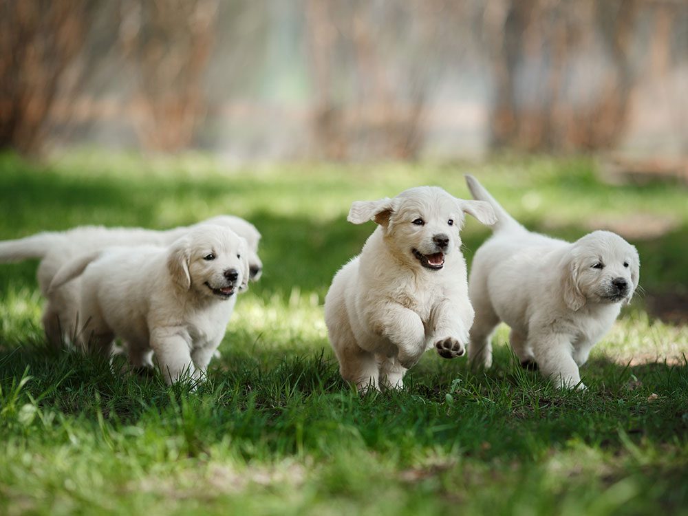 fun facts about dogs and puppies