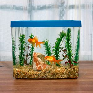 How To Care For Your Carnival Goldfish