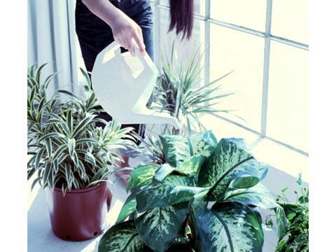 Water Indoor Plants Sparingly