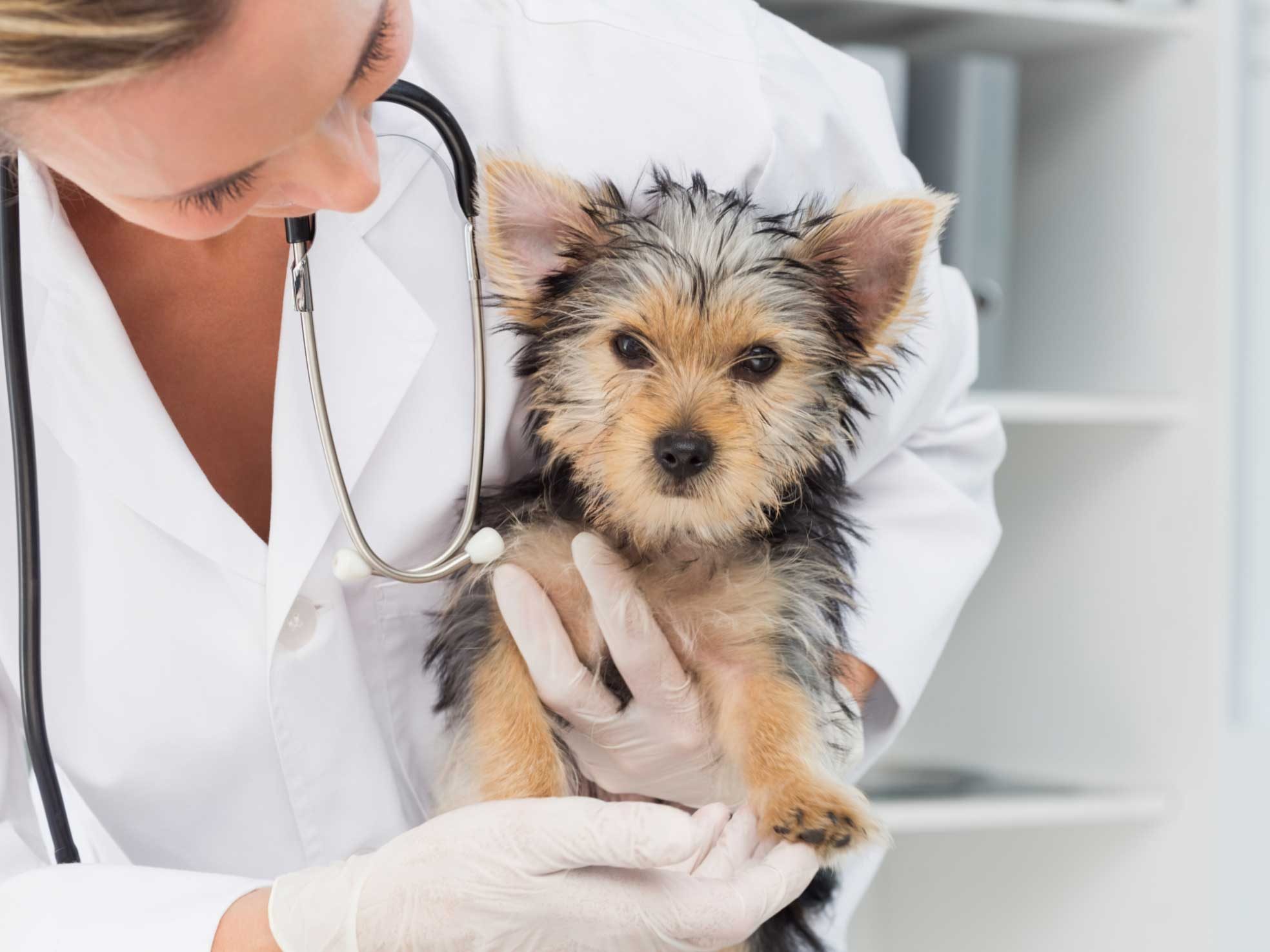 4-things-you-should-know-about-your-vet