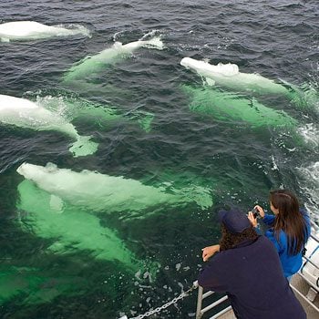 Watching Beluga Whales