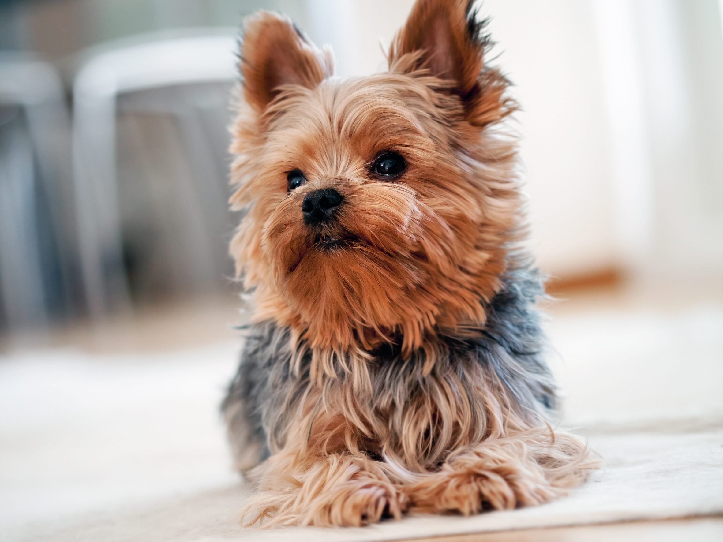 top dog breeds for apartments