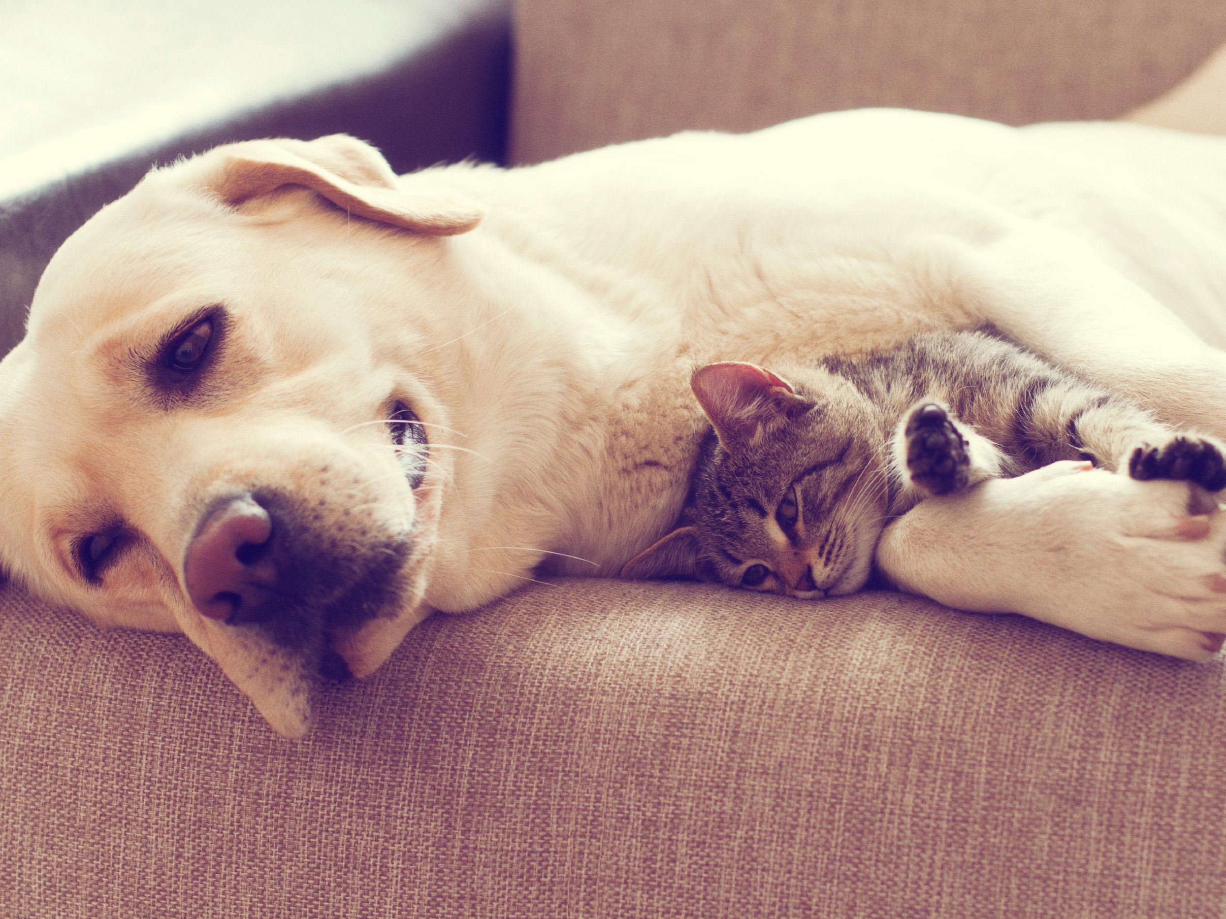 Cats vsDogs: How To Help Them Get Along - My Dog's Name