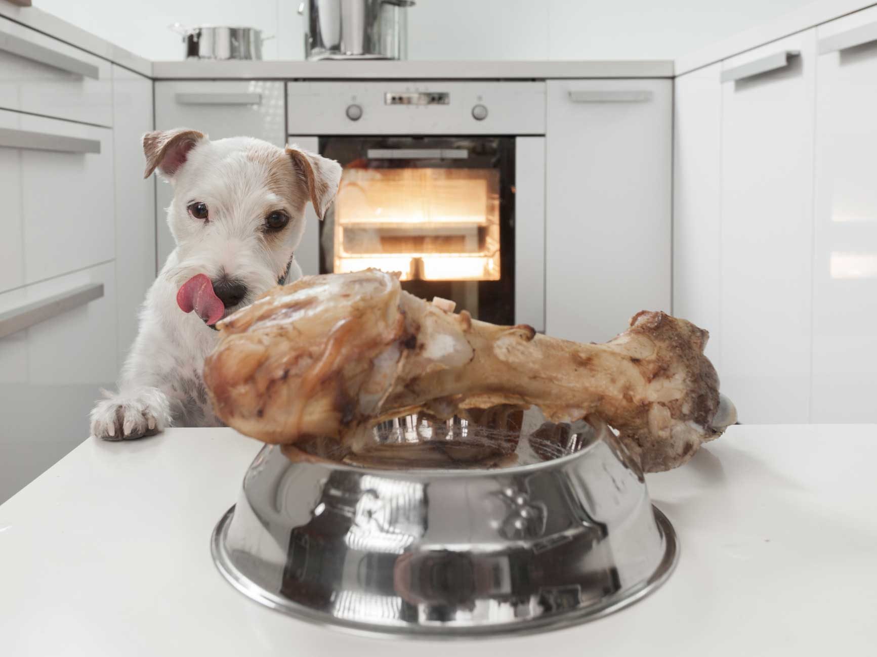 why dogs want to eat all the time