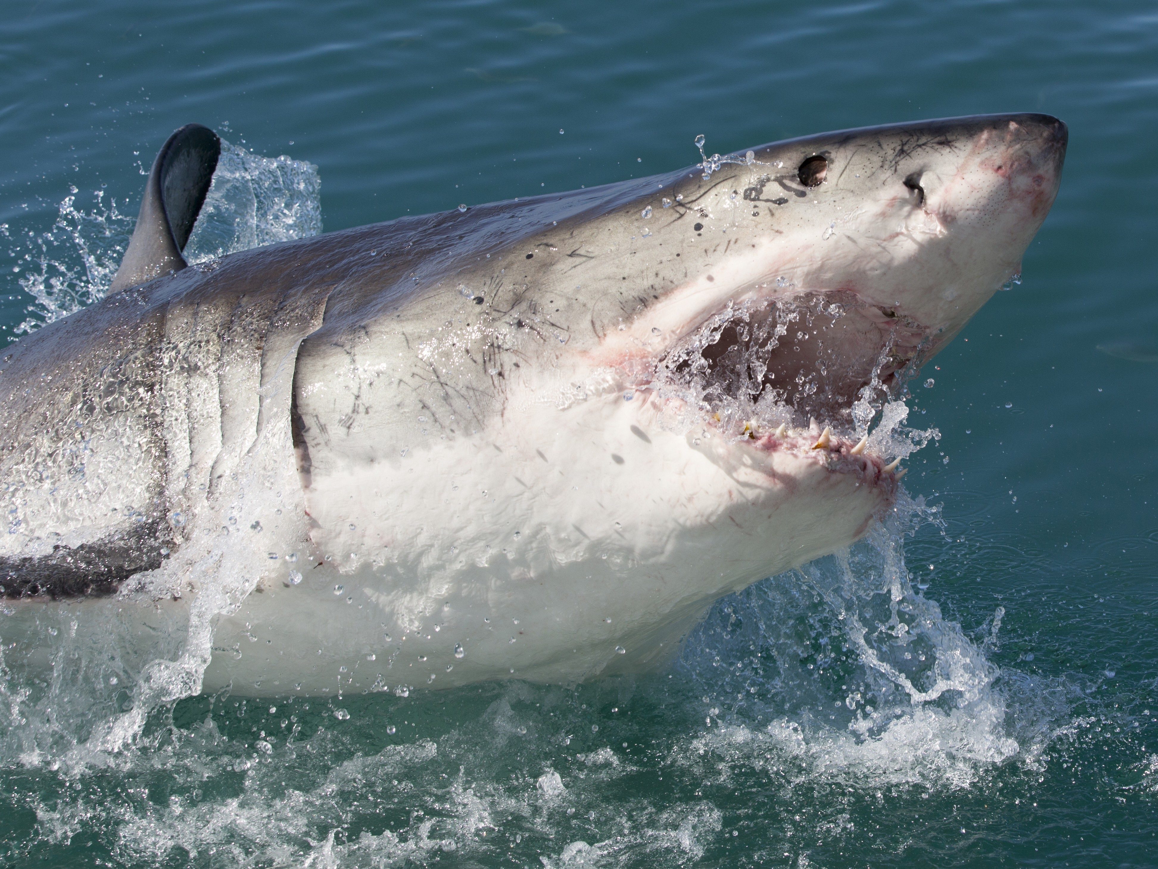 WHAT TO DO WHEN A SHARK ATTACKS