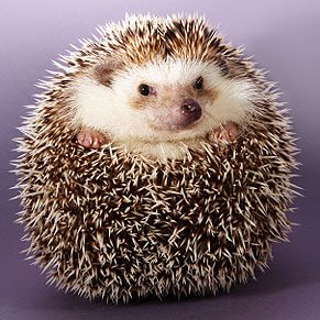 Hedgehog Care 101
