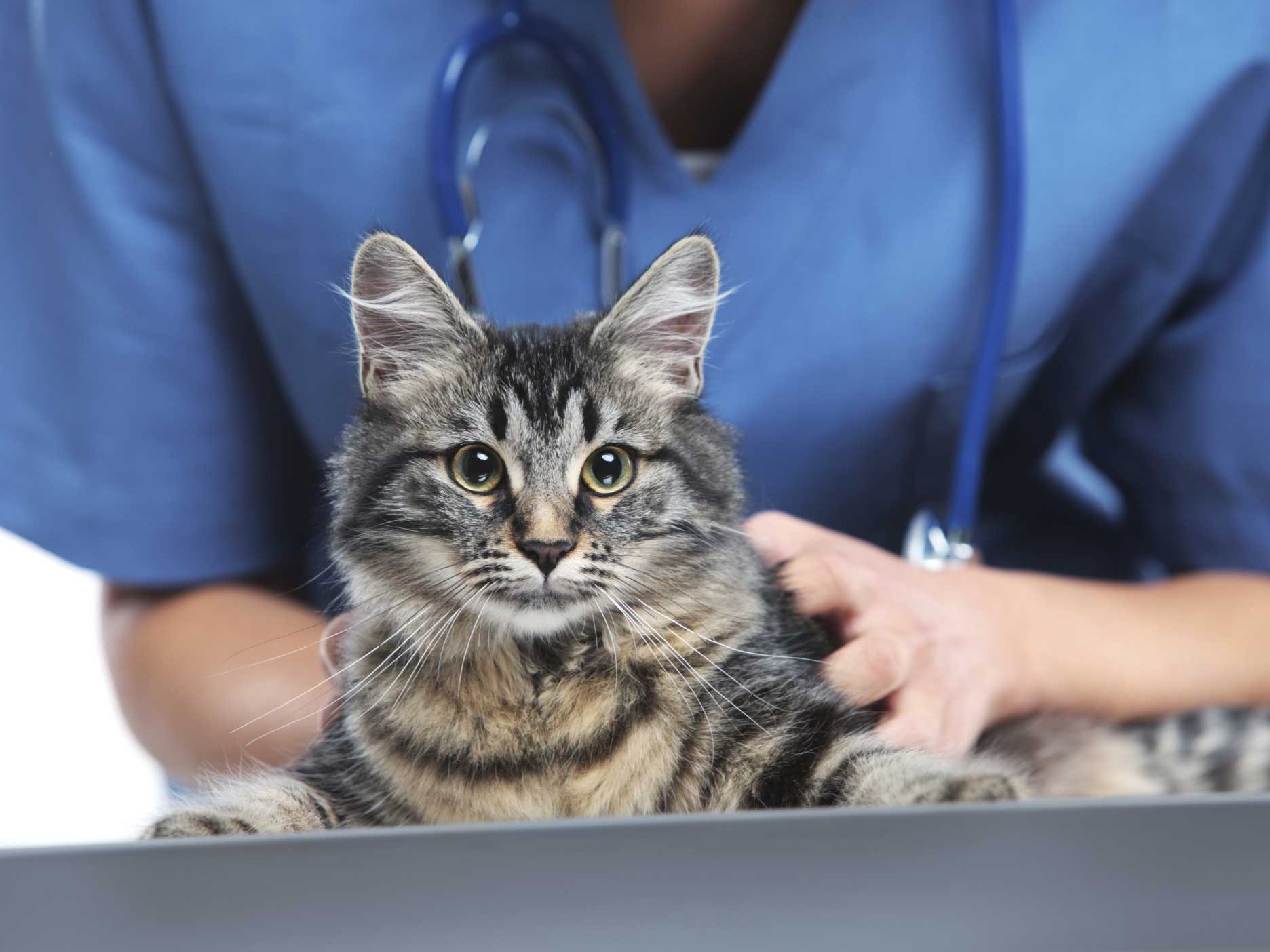 4-things-you-should-know-about-your-vet