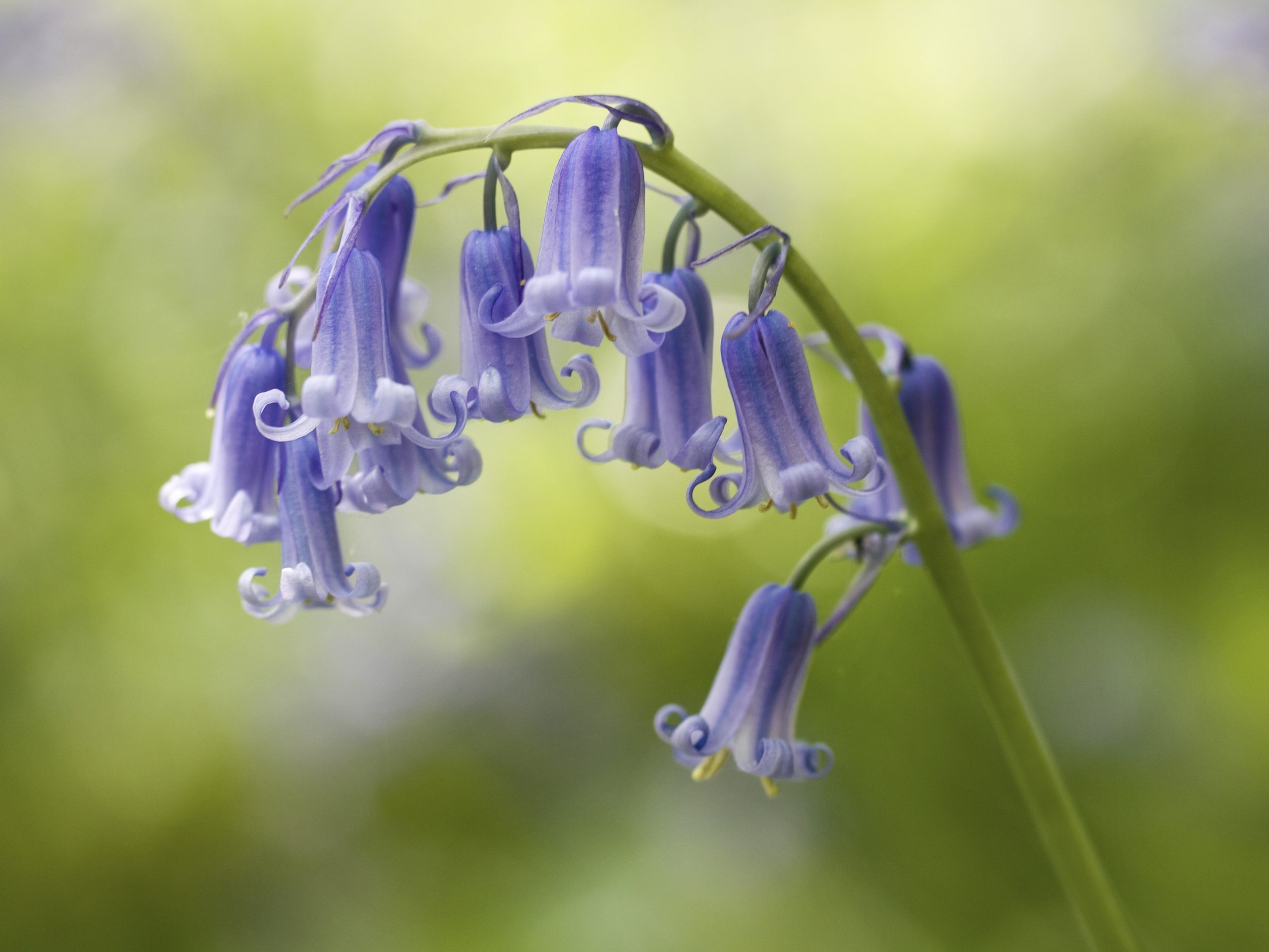 What Different Flowers Mean For Mother S Day