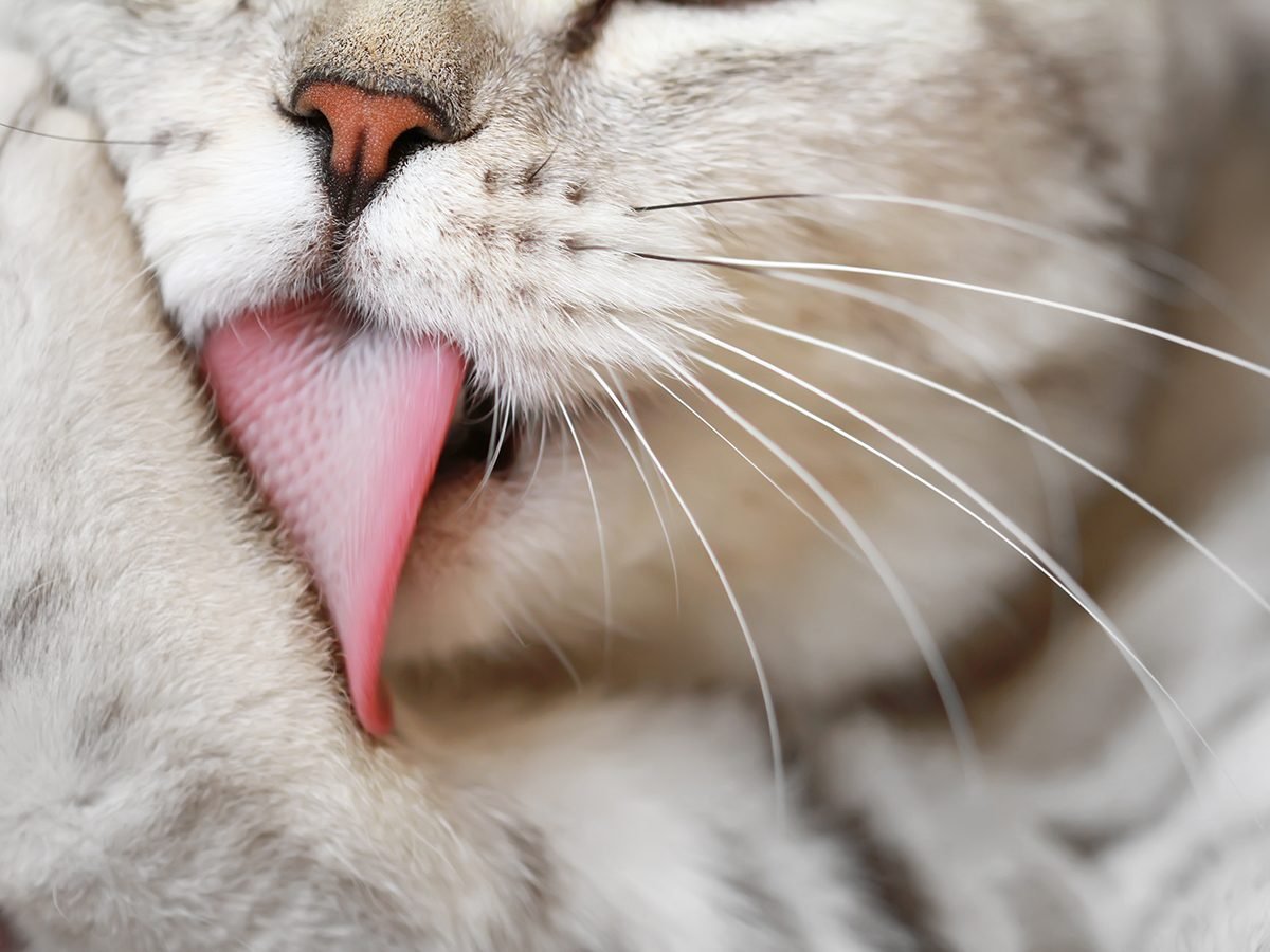 why-do-cats-lick-themselves-so-much-reader-s-digest-canada