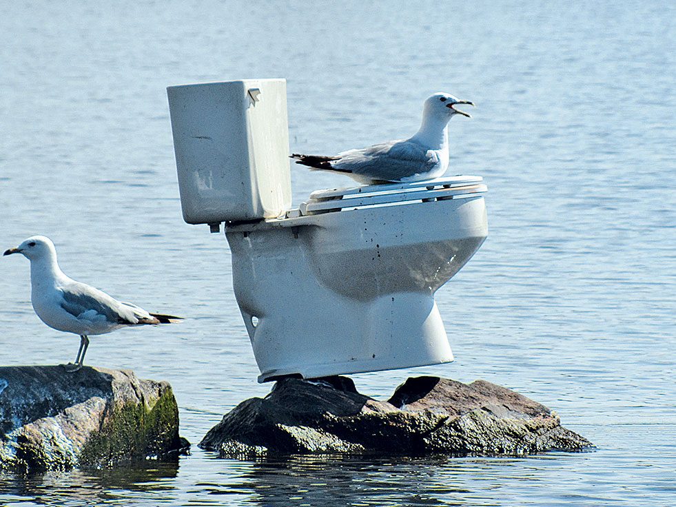 Seagull on a toilet
