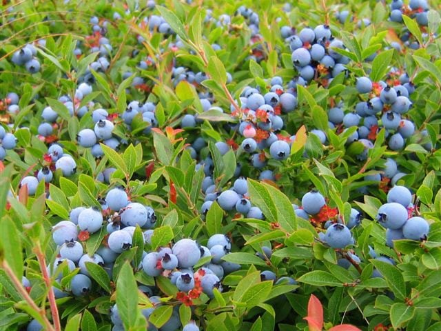 Wild Blueberries Vs Cultivated Blueberries What S The Difference Rd Ca