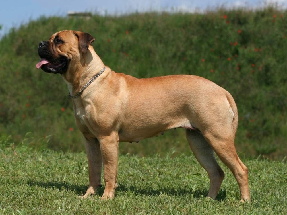 neapolitan mastiff biggest dog