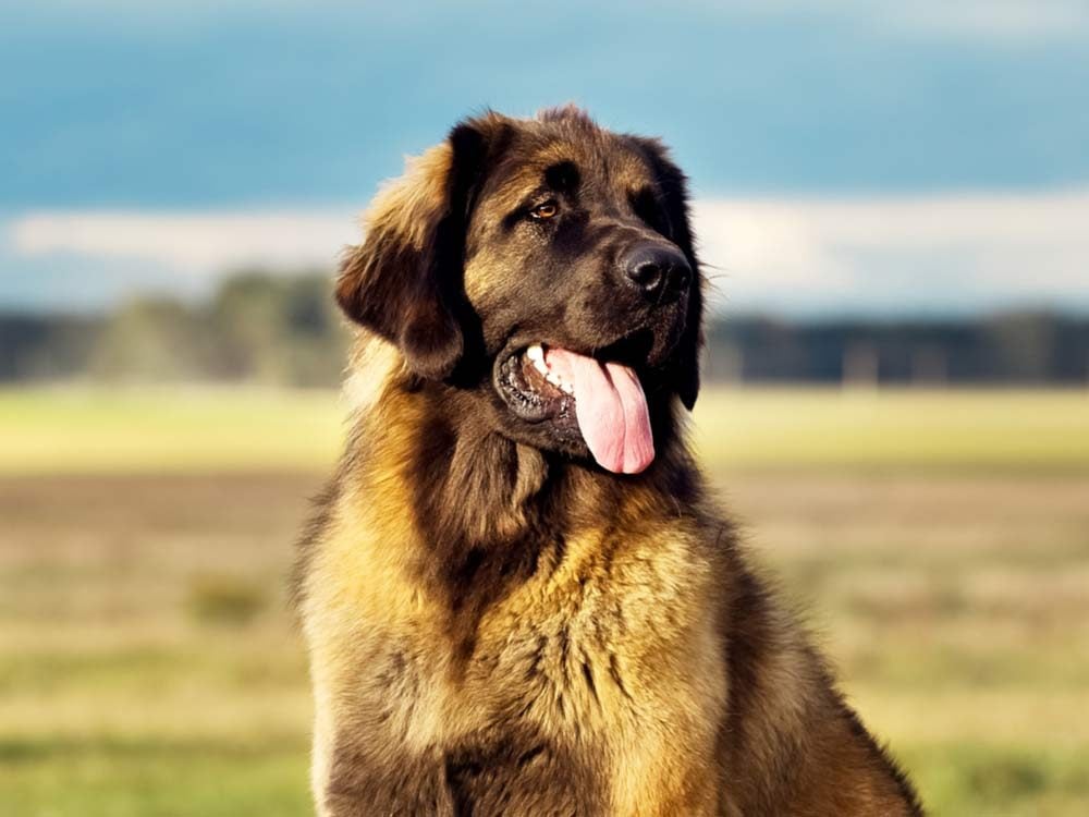 largest dogs in the world pictures