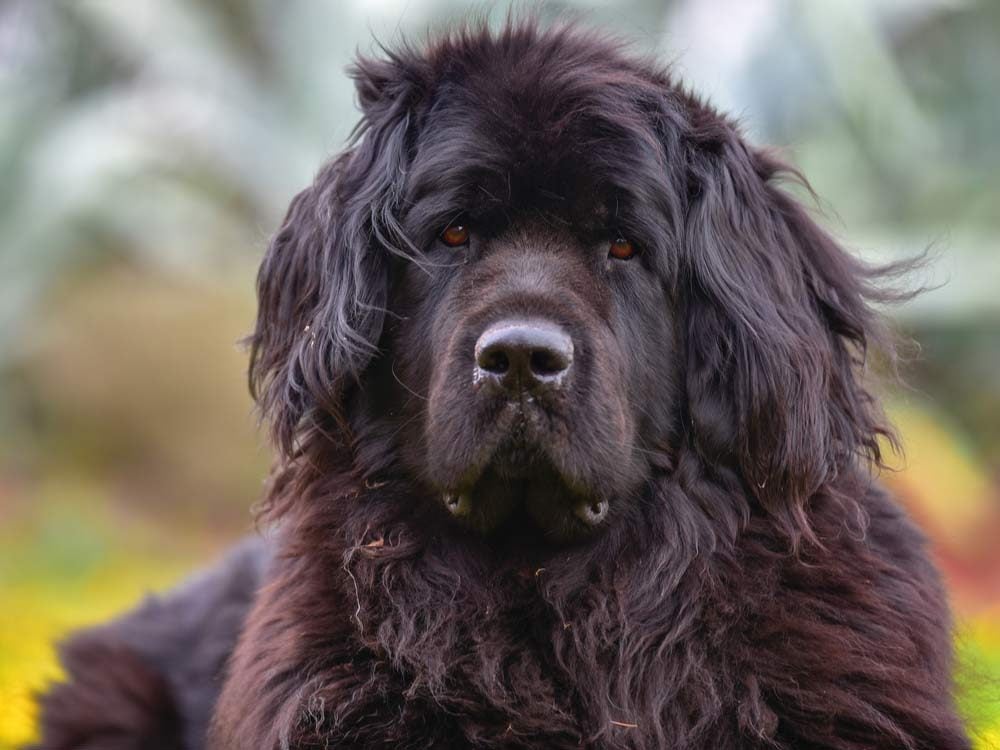 Can You Guess the Biggest Dog Breed in the World?