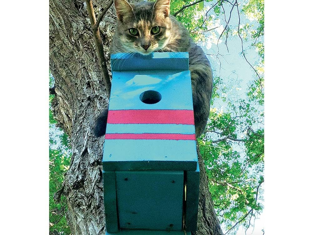 Cat sitting atop a birdhouse