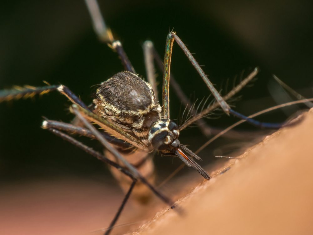 10-reasons-why-you-re-always-getting-bitten-by-mosquitoes