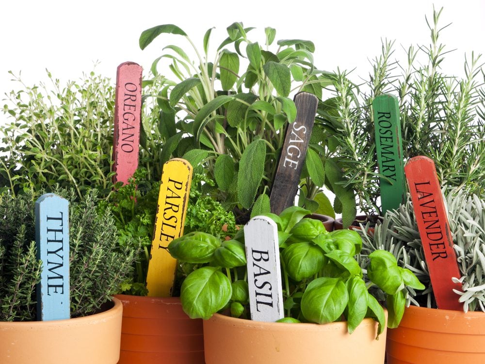 14 Medicinal Herbs You Can Grow In Your Backyard Reader s Digest