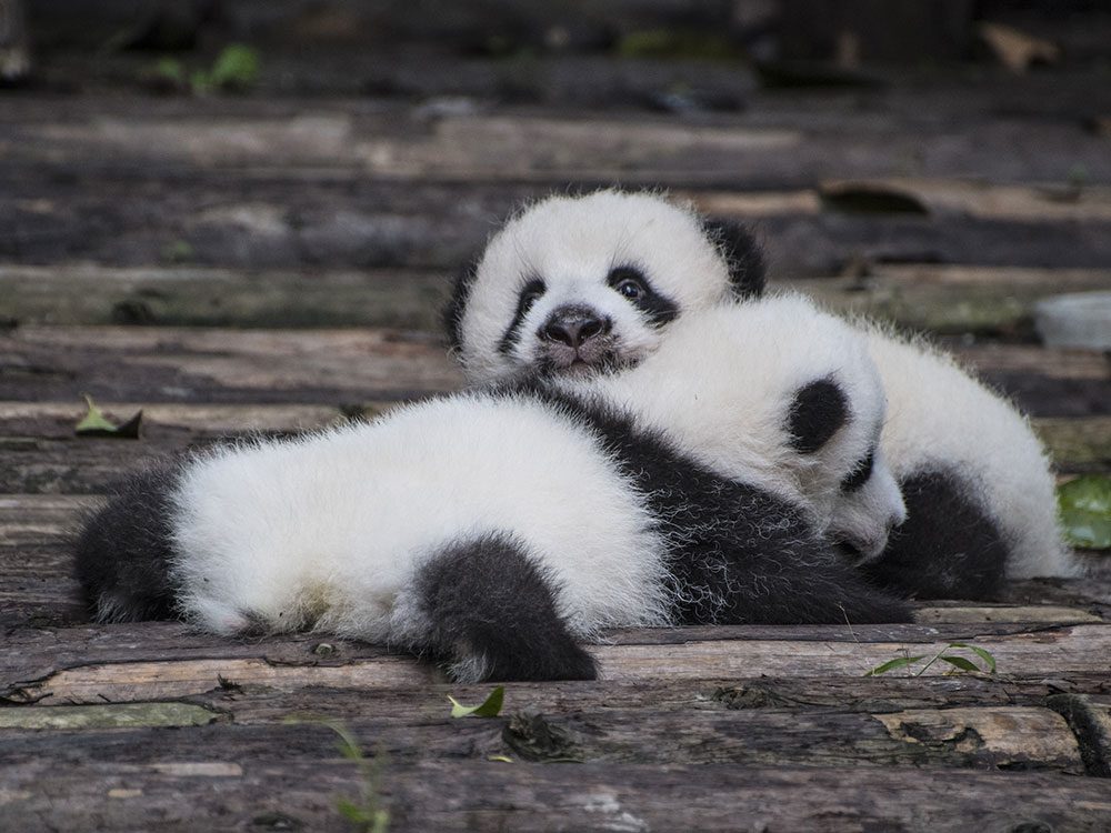 Can China's Giant Pandas Make a Comeback in the Wild?