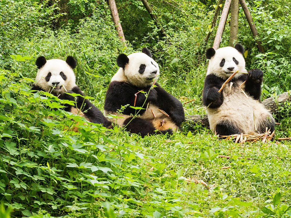 Can China s Giant Pandas Make A Comeback In The Wild 