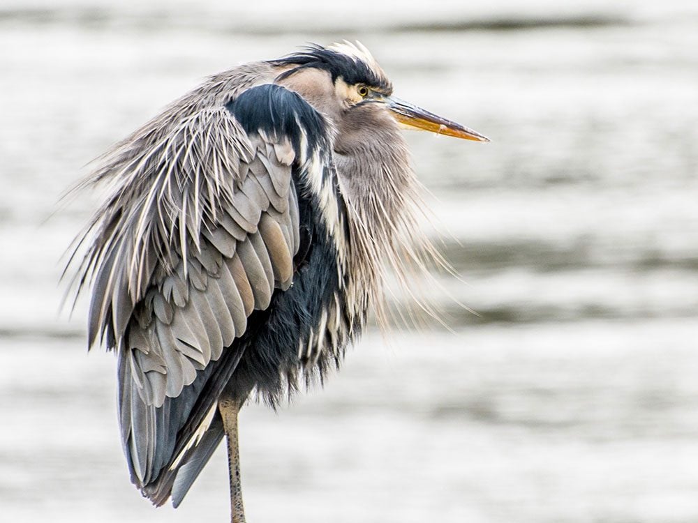 15 Types of Canadian Birds, Captured on Camera | Our Canada