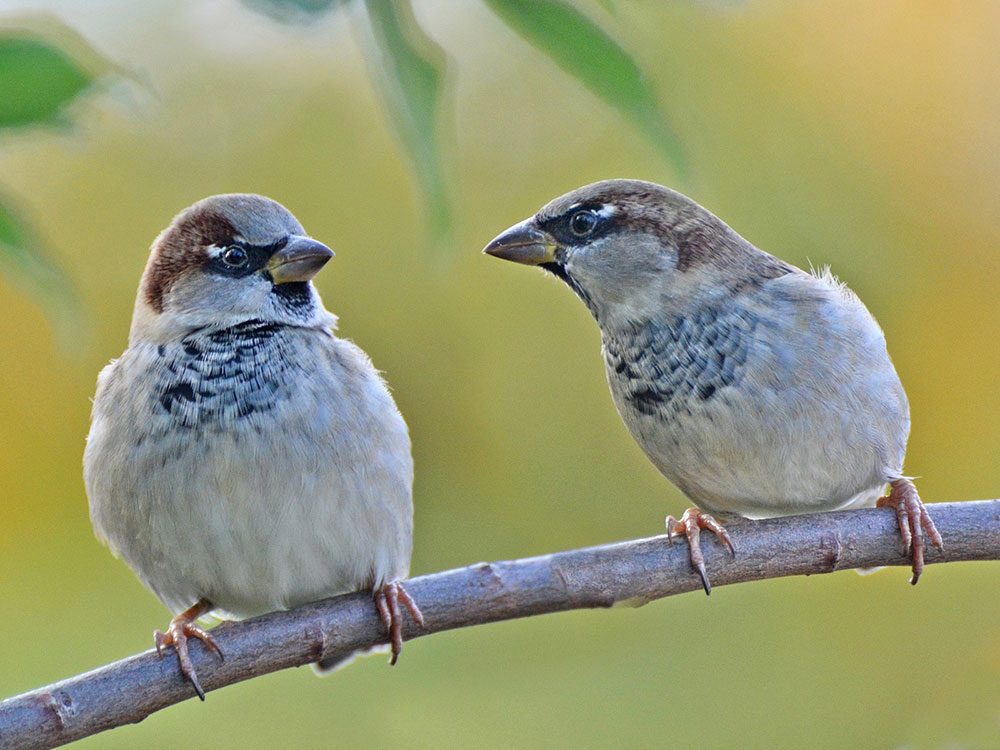 Canadian Birds, Captured on Camera | Our Canada