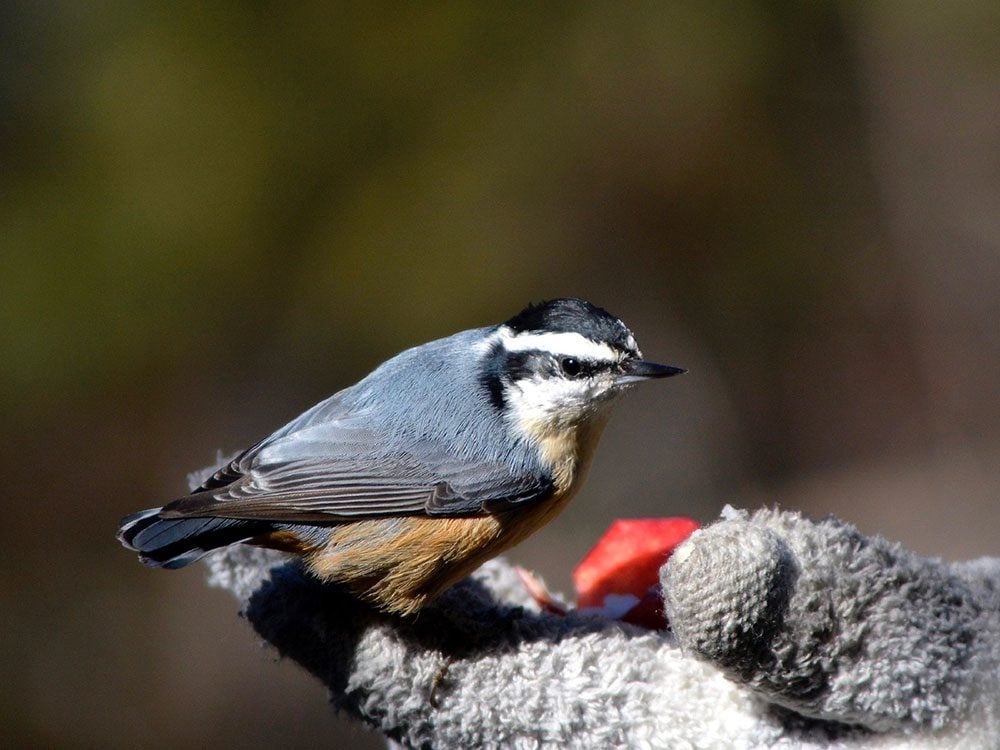 15-types-of-canadian-birds-captured-on-camera-our-canada