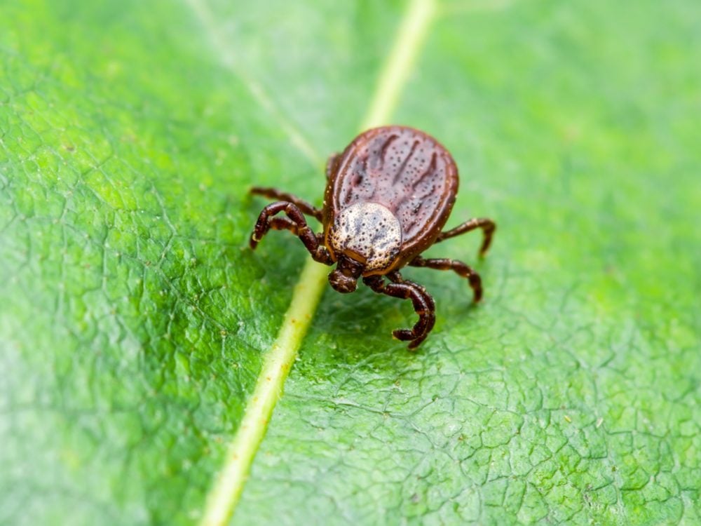 5 Tick-Borne Diseases You Can Get Right Here in Canada