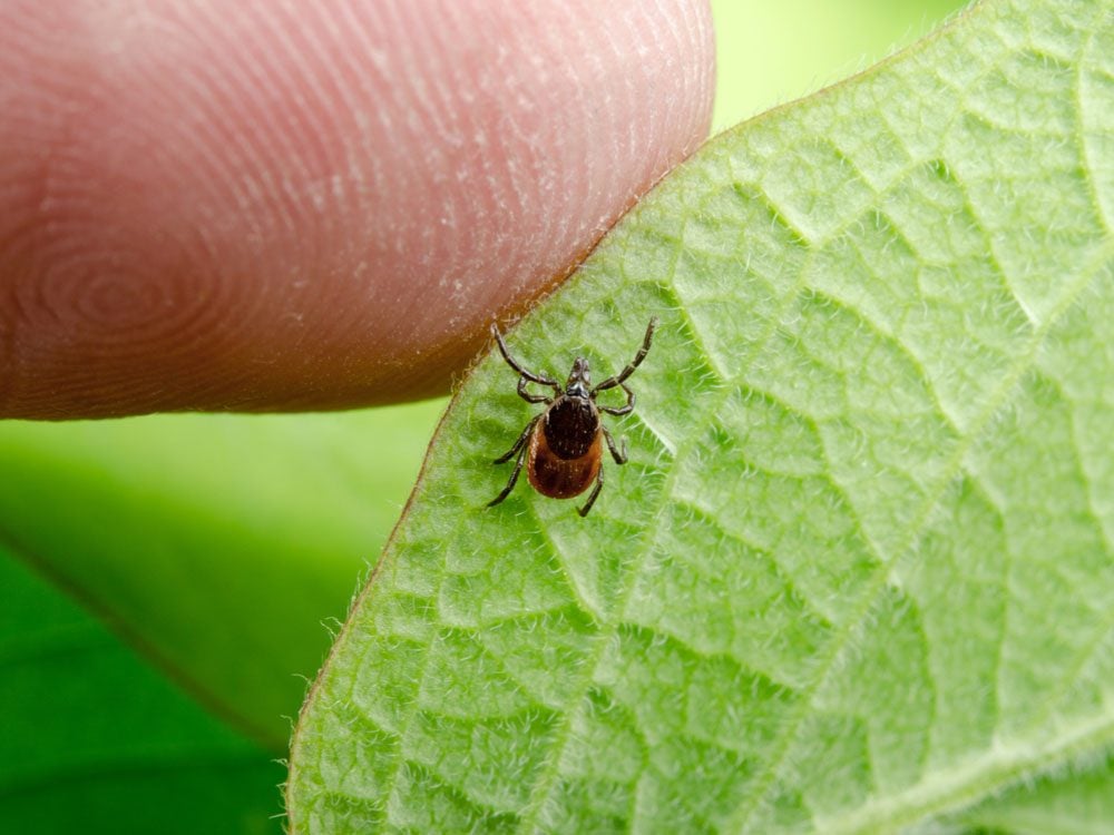 Lyme Disease in Canada: 4 Facts You Need to Know | Reader's Digest