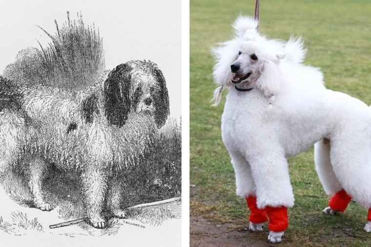 what-these-dog-breeds-looked-like-100-years-ago-reader-s-digest