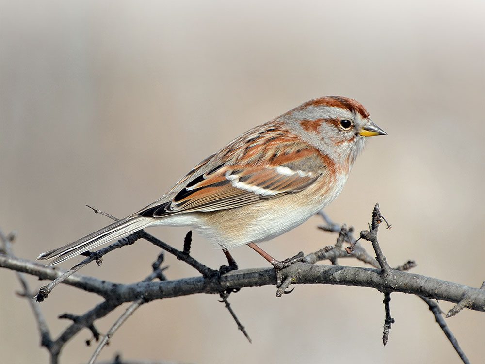 Great Canadian Bird Stories: Close Encounters of a Feathered Kind