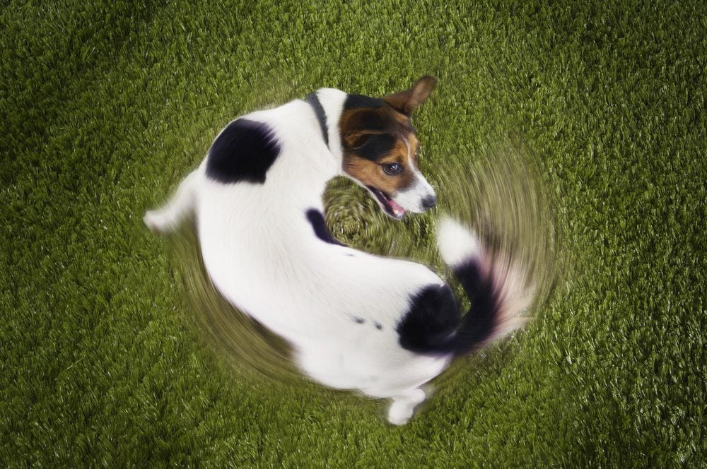 Elevated view of Jack Russell terrier chasing tail view on grass