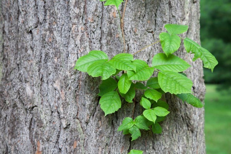 what-does-poison-ivy-look-like-how-to-identify-it-reader-s-digest