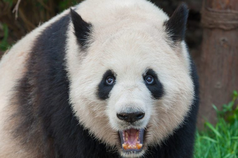 7 Panda Facts You Probably Didn't Know Until Now