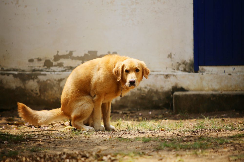 dog pooping