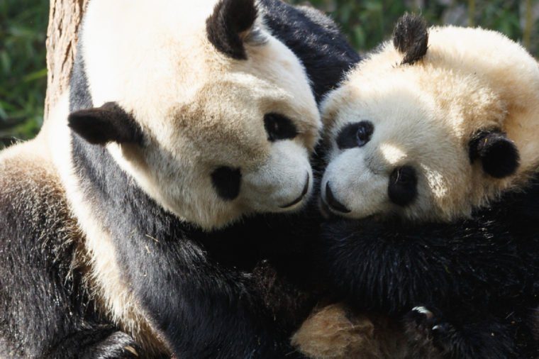 Two pandas are hugging and frolic together