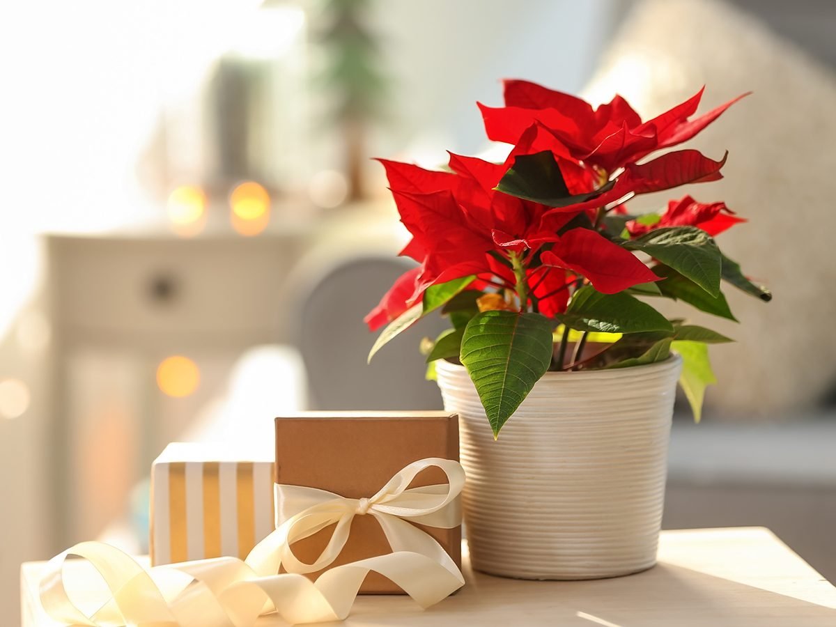 How To Care For Poinsettias After The Holidays | Reader's Digest Canada