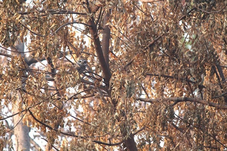 Can You Spot the Camouflaged Animals in These Photos? | RD.ca