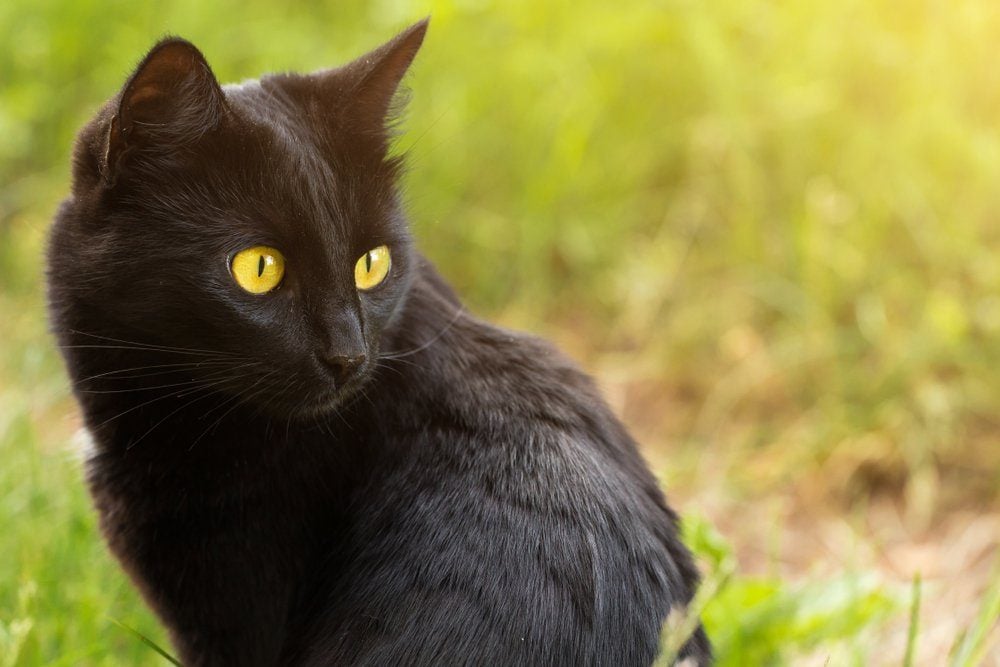 8 Friendly Cat Breeds That Are Social and Loving | Reader's Digest