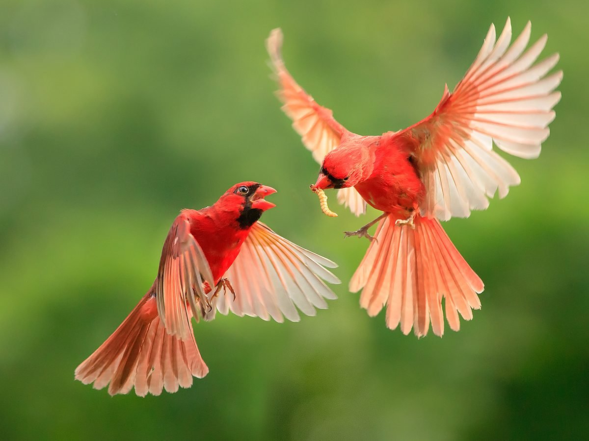 Canadian birds - A pair of cardinals