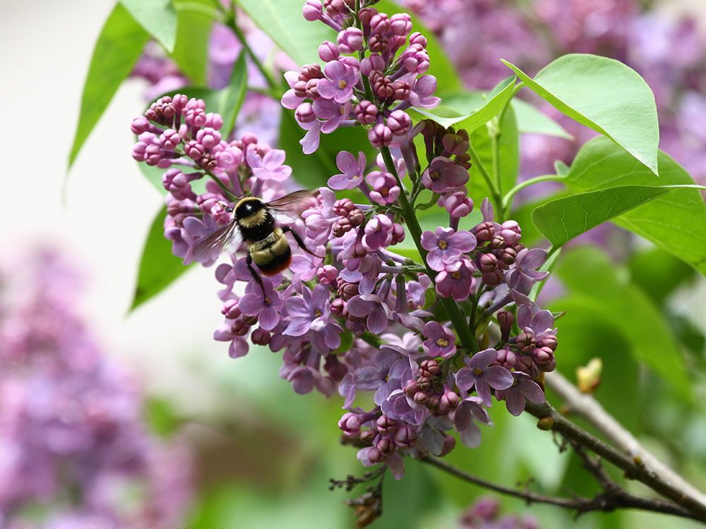 Bee friendly plants - lilac