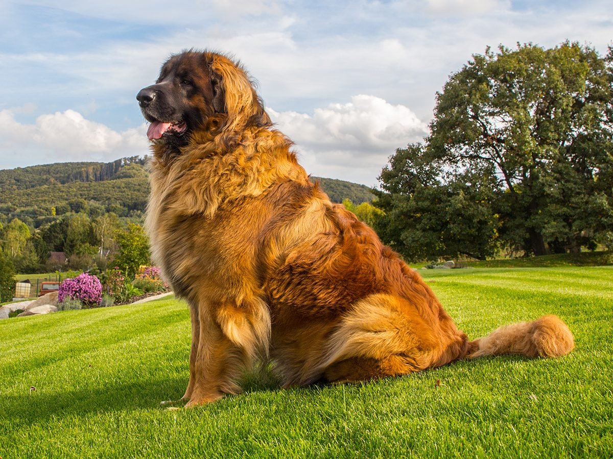 The Largest Dog Breeds in the World | Reader's Digest Canada