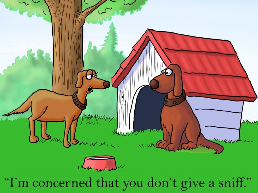 20+ Funny Dog Cartoons to Make Every Owner Chuckle | Reader's Digest