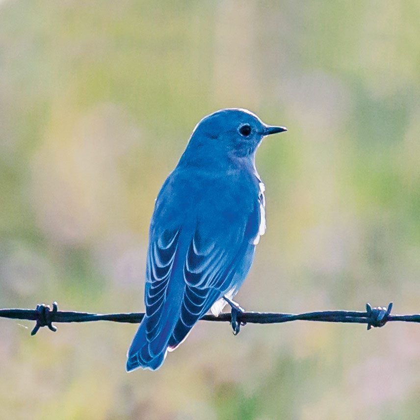 Saving Canada's Mountain Bluebird Our Canada Magazine