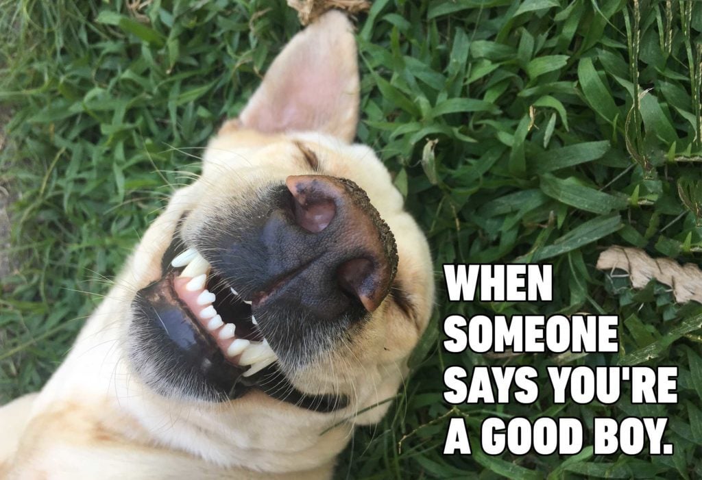 10 Hilarious Animal Memes That Will Make Your Day So Much Better Photos