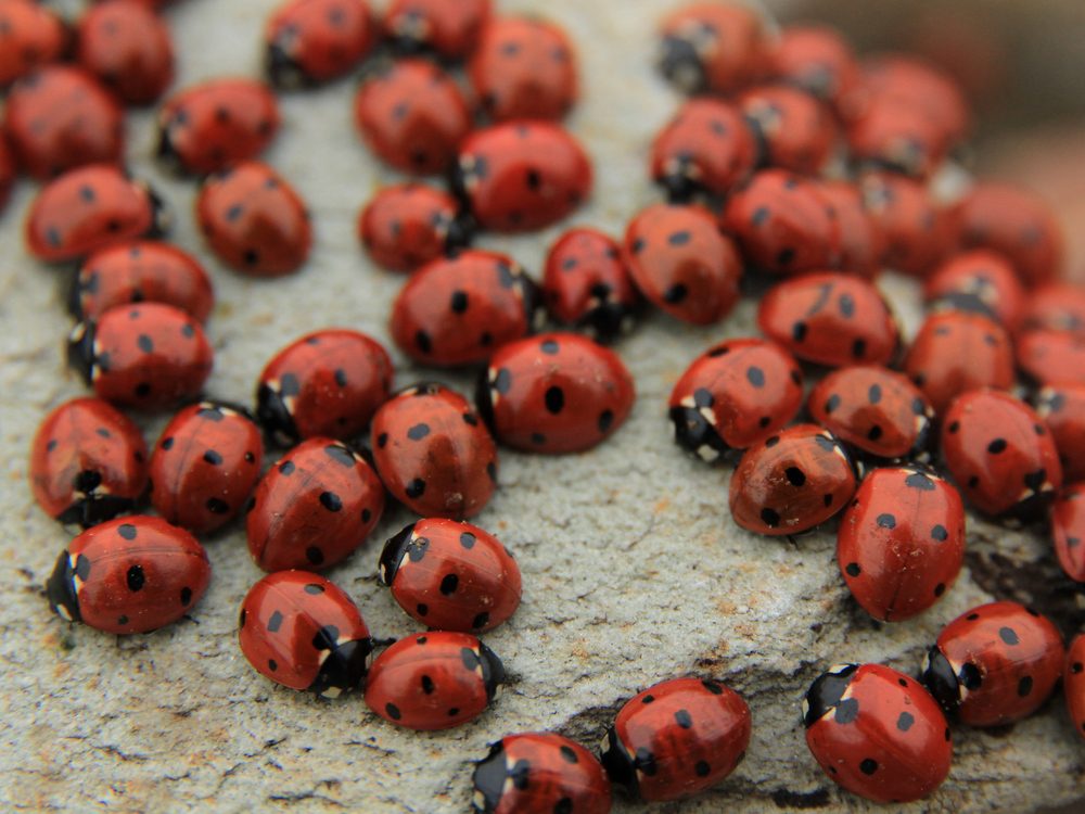 Pest Control: How to Get Rid of Ladybugs | Reader's Digest