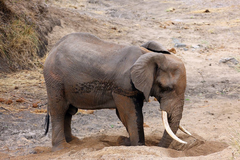 14 Amazing Things You Didn T Know Elephants Could Do Reader S Digest