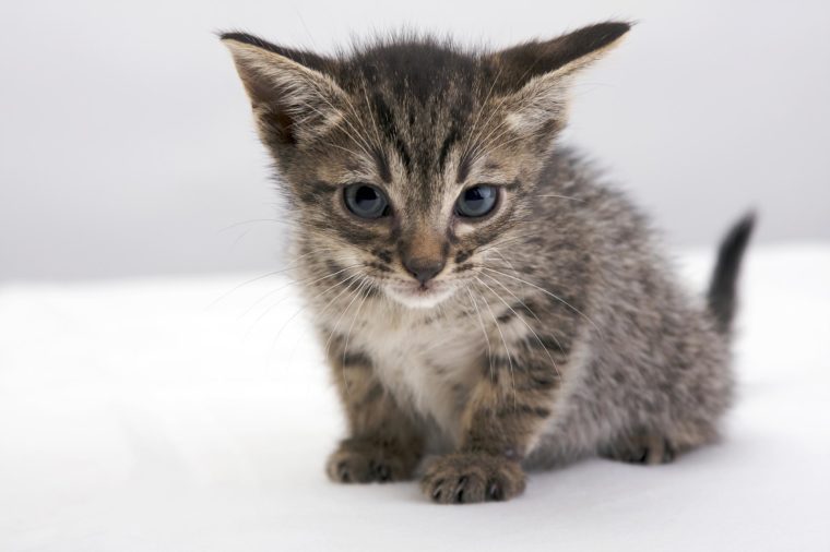 See the Cutest Cat Breeds as Kittens 